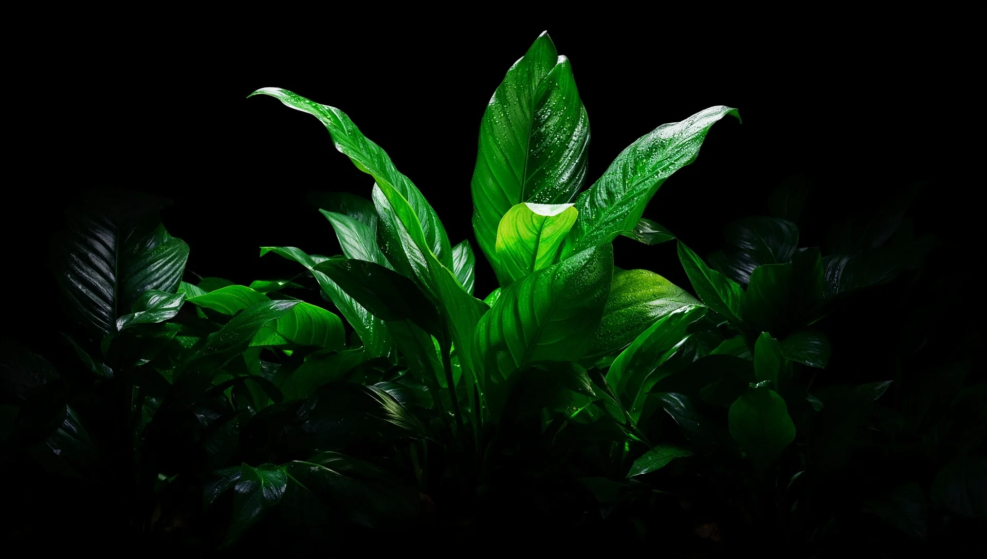 OrganicBoost Botanical Backdrop