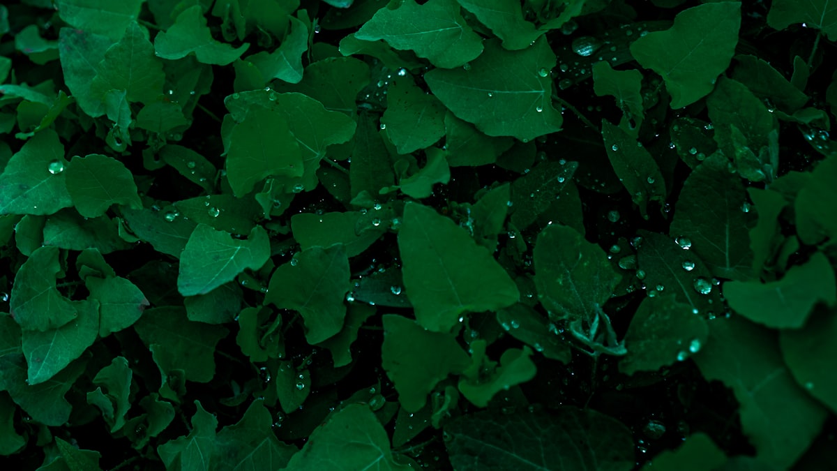 Espinaca y verduras de hoja verde