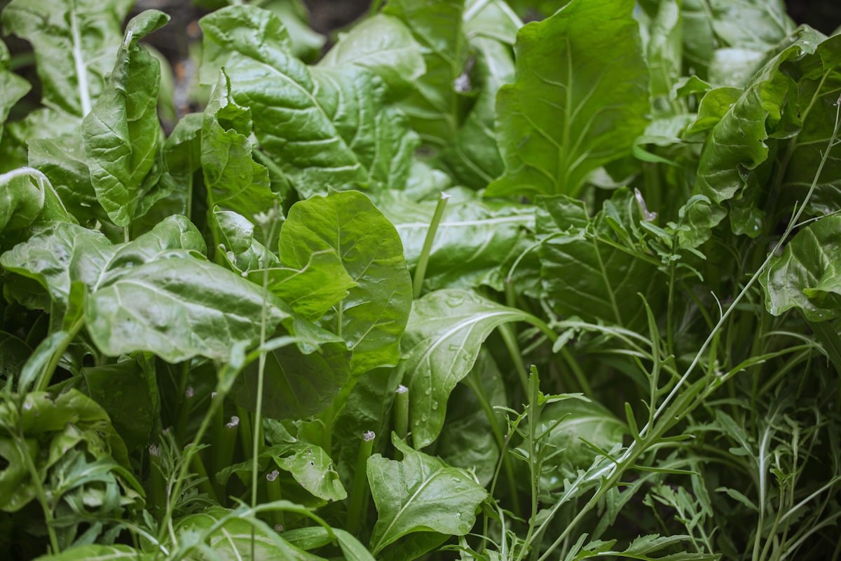 Fuentes de vitamina A y betacaroteno